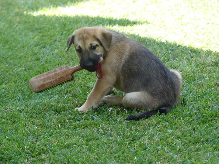 chinook dog